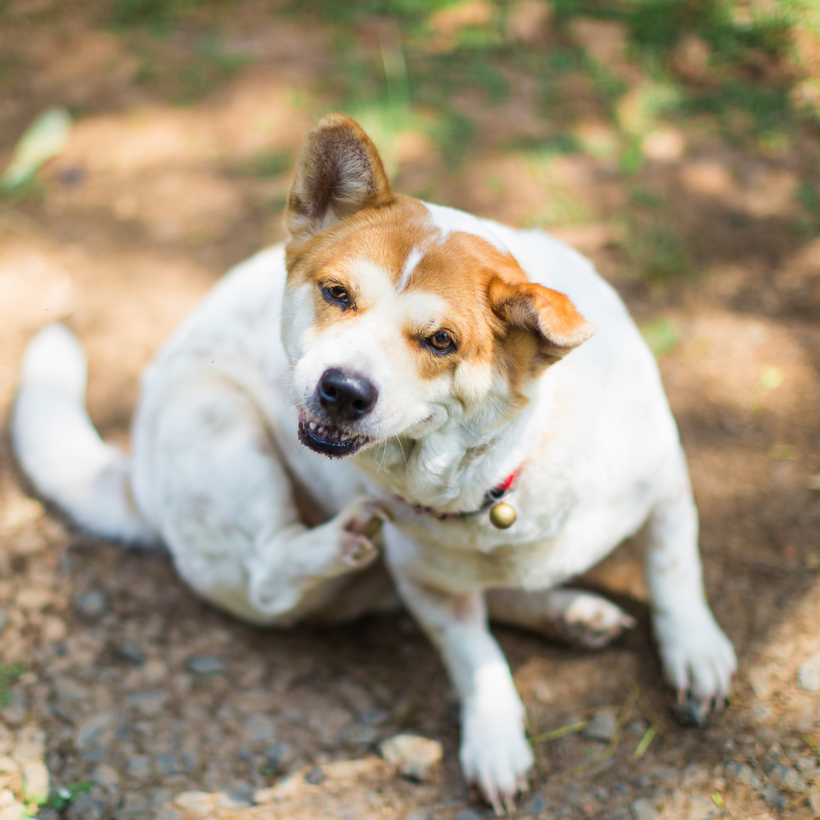 ALERGIA PERRO/ PERRO ATÓPICO