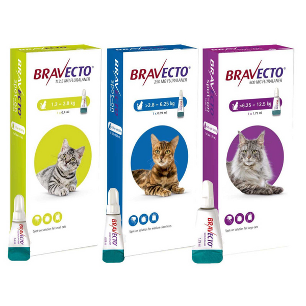 Bravecto Gatos